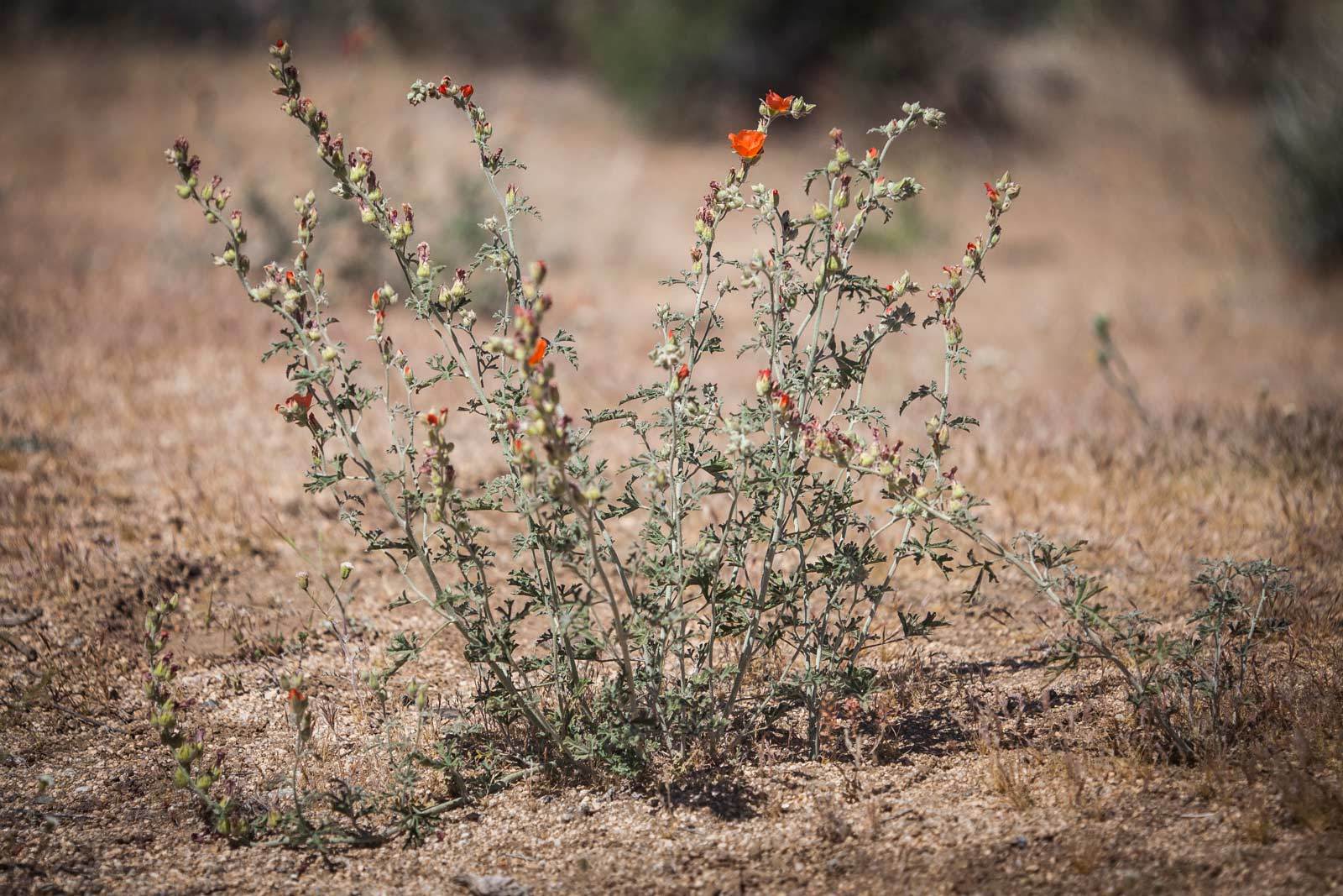 Sphaeralcea rusbyi var. eremicola