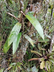 Anthurium cinereopetiolatum