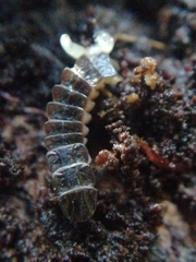 Phosphaenus hemipterus