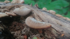 Lentinula