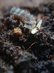 Phosphaenus hemipterus