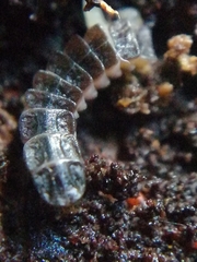 Phosphaenus hemipterus