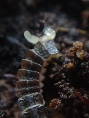 Phosphaenus hemipterus