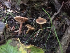 Lactarius occidentalis