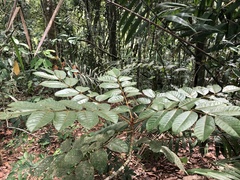 Crepidospermum rhoifolium