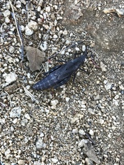 Dracotettix monstrosus