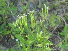 Mitreola