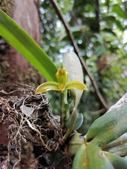 Maxillariinae