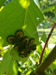 Macremphytus tarsatus