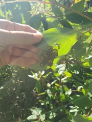 Macremphytus tarsatus