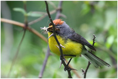 Myioborus brunniceps