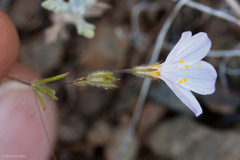 Leptosiphon liniflorus