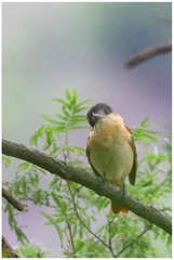 Pachyramphus validus