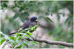 Pachyramphus validus