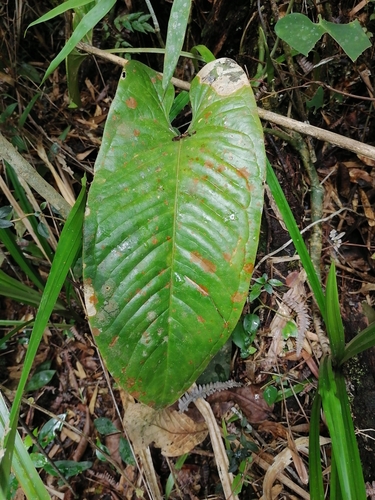 Anthurium cinereopetiolatum image