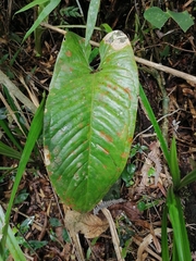 Image of Anthurium cinereopetiolatum