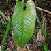 Anthurium cinereopetiolatum - Photo (c) ramon_d, some rights reserved (CC BY-NC), uploaded by ramon_d