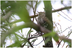 Synallaxis frontalis