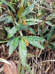 Renealmia heleniae