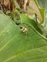 Zelus armillatus