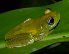 Boophis luteus