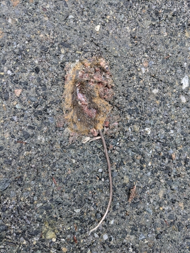 Woodland Jumping Mouse