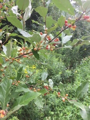 Elaeagnaceae