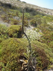 Verbascum litigiosum