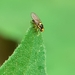 Liriomyza sativae - Photo (c) J. Refugio Lomeli Flores, osa oikeuksista pidätetään (CC BY-NC), lähettänyt J. Refugio Lomeli Flores