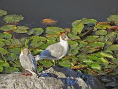 Chroicocephalus ridibundus