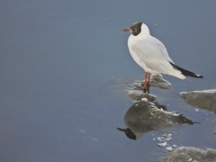 Chroicocephalus ridibundus