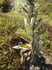 Verbascum litigiosum