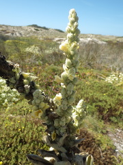 Verbascum litigiosum