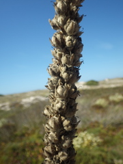 Verbascum litigiosum