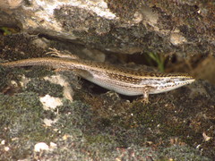 Heremites septemtaeniatus
