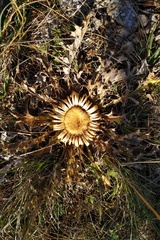 Carlina acanthifolia