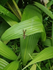 Micrathena pichincha