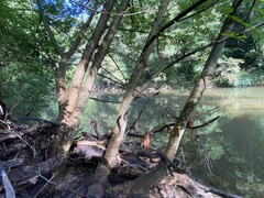 Pterocarya stenoptera