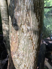 Pterocarya stenoptera