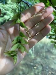 Pterocarya stenoptera