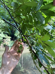 Pterocarya stenoptera