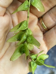 Pterocarya stenoptera