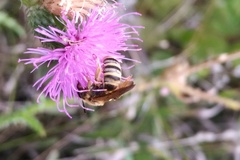 Halictus scabiosae