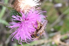Halictus scabiosae