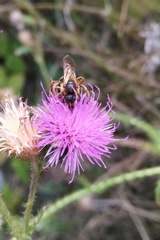 Halictus scabiosae