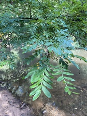 Pterocarya stenoptera