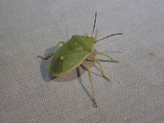 Chlorochroa uhleri