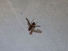 Tritoxa ra