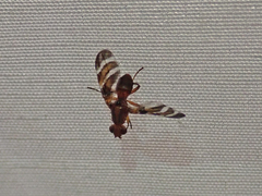 Tritoxa ra