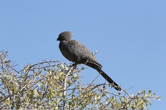 Corythaixoides concolor pallidiceps